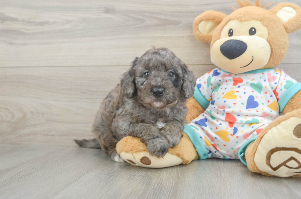 5 week old Mini Goldendoodle Puppy For Sale - Pilesgrove Pups