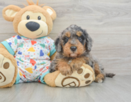 8 week old Mini Goldendoodle Puppy For Sale - Pilesgrove Pups