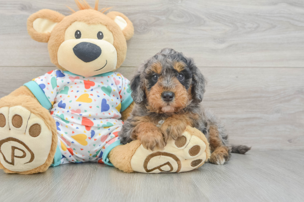5 week old Mini Goldendoodle Puppy For Sale - Pilesgrove Pups