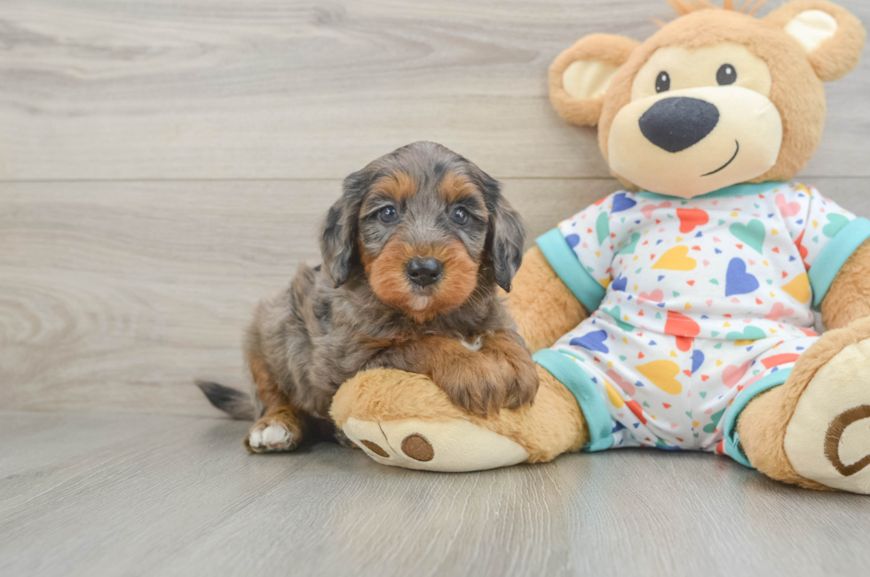 5 week old Mini Goldendoodle Puppy For Sale - Pilesgrove Pups