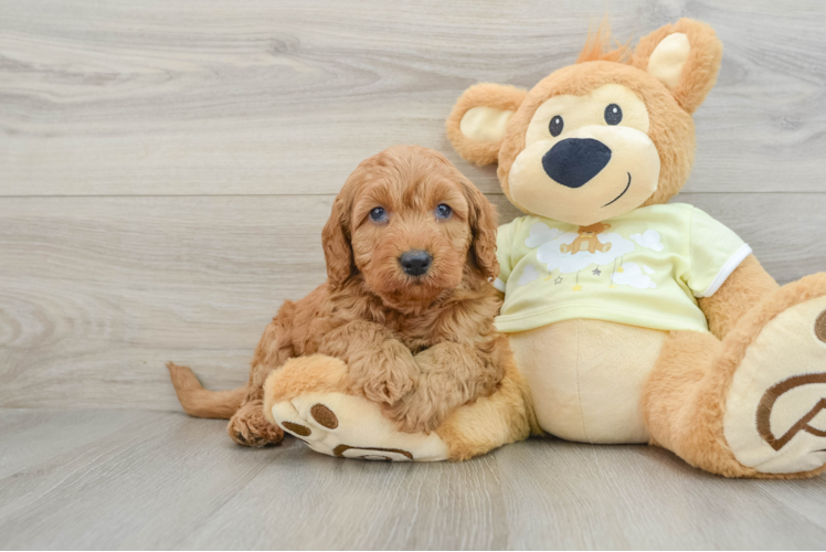 Energetic Golden Doodle Poodle Mix Puppy