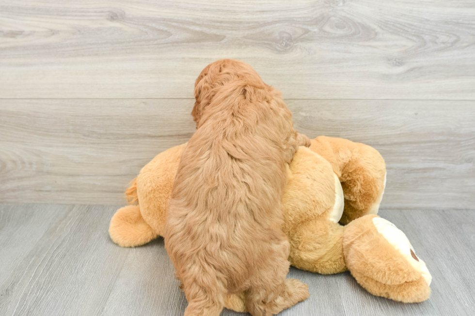 Smart Mini Goldendoodle Poodle Mix Pup