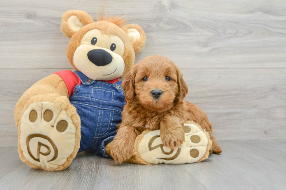 6 week old Mini Goldendoodle Puppy For Sale - Pilesgrove Pups