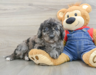7 week old Mini Goldendoodle Puppy For Sale - Pilesgrove Pups