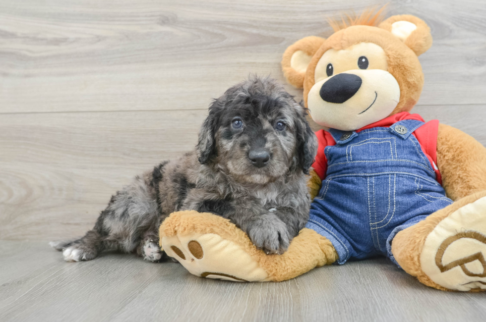 7 week old Mini Goldendoodle Puppy For Sale - Pilesgrove Pups