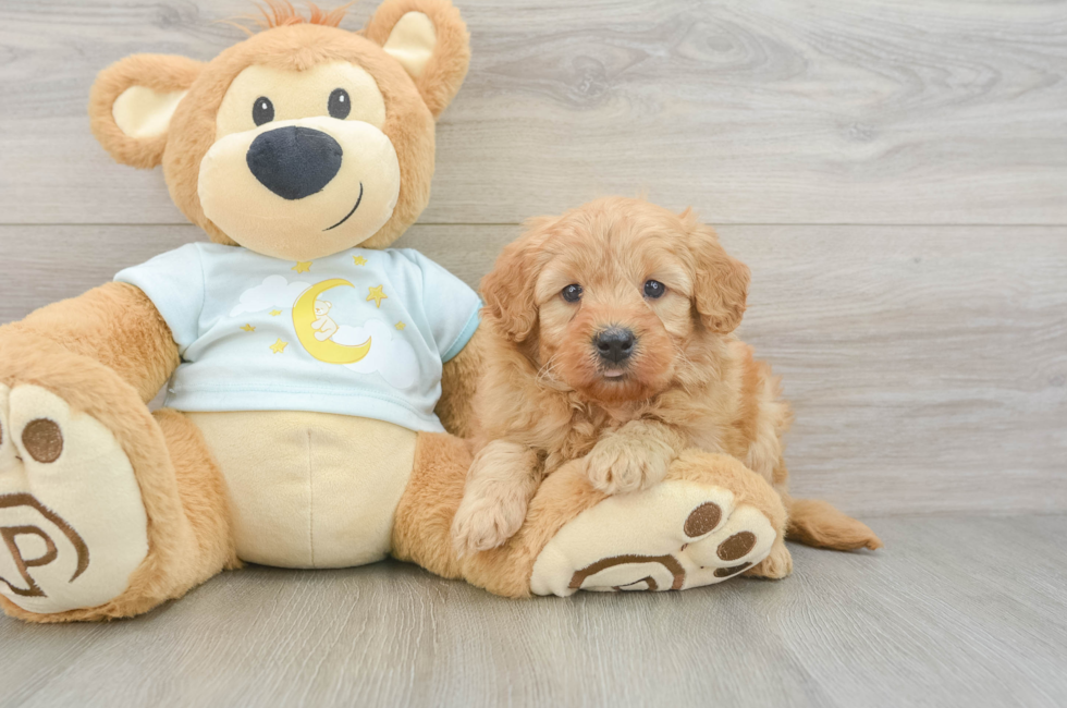 6 week old Mini Goldendoodle Puppy For Sale - Pilesgrove Pups