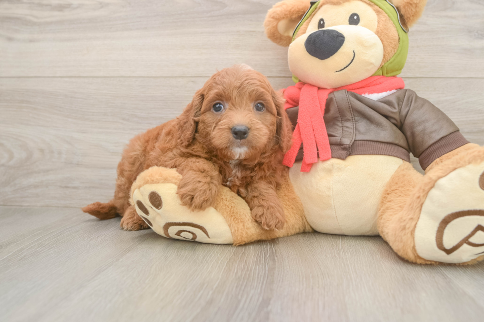 Mini Goldendoodle Puppy for Adoption