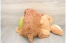 Popular Mini Goldendoodle Poodle Mix Pup