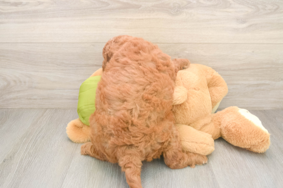 Popular Mini Goldendoodle Poodle Mix Pup