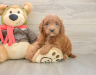 7 week old Mini Goldendoodle Puppy For Sale - Pilesgrove Pups