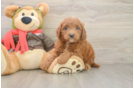 Mini Goldendoodle Puppy for Adoption