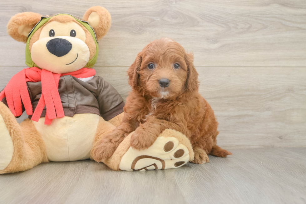 Mini Goldendoodle Puppy for Adoption