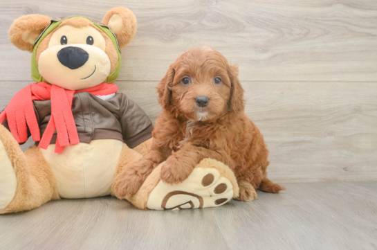 Mini Goldendoodle Puppy for Adoption