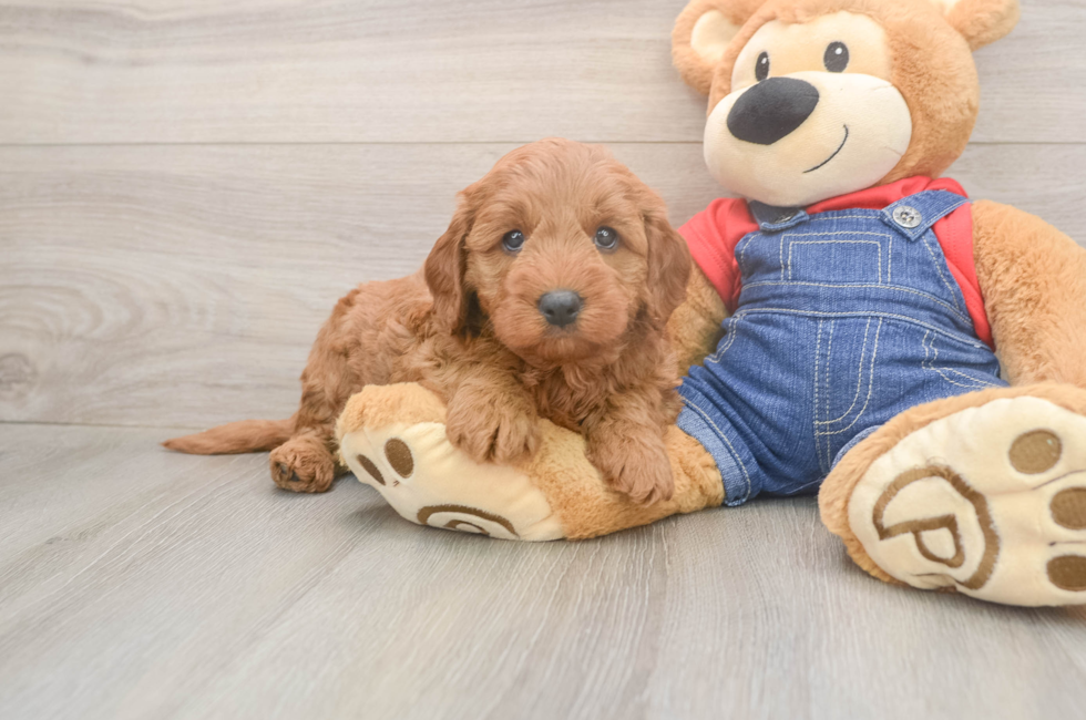 5 week old Mini Goldendoodle Puppy For Sale - Pilesgrove Pups