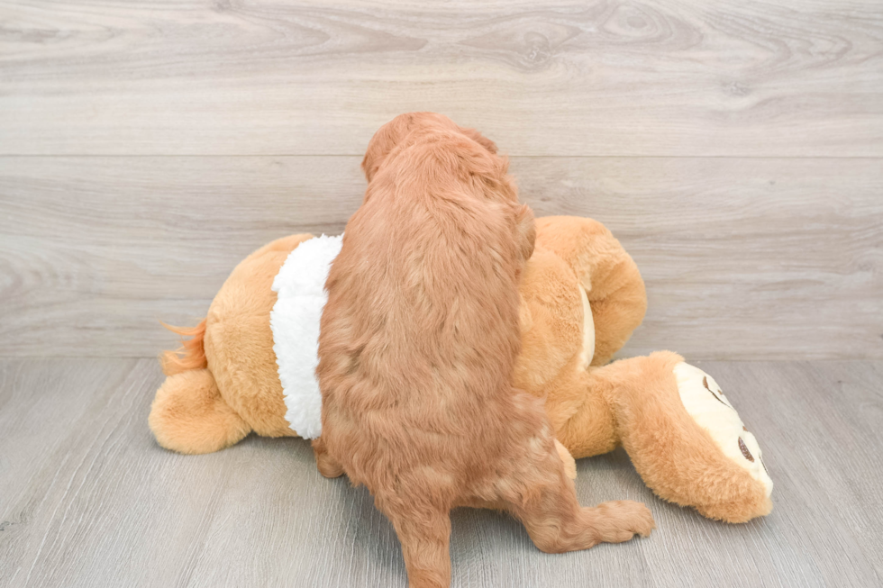 Mini Goldendoodle Puppy for Adoption