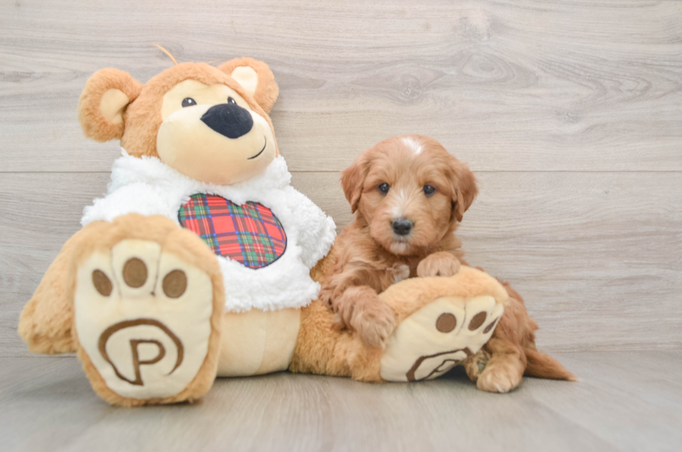 5 week old Mini Goldendoodle Puppy For Sale - Pilesgrove Pups