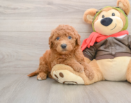 6 week old Mini Goldendoodle Puppy For Sale - Pilesgrove Pups