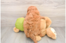 Energetic Golden Doodle Poodle Mix Puppy