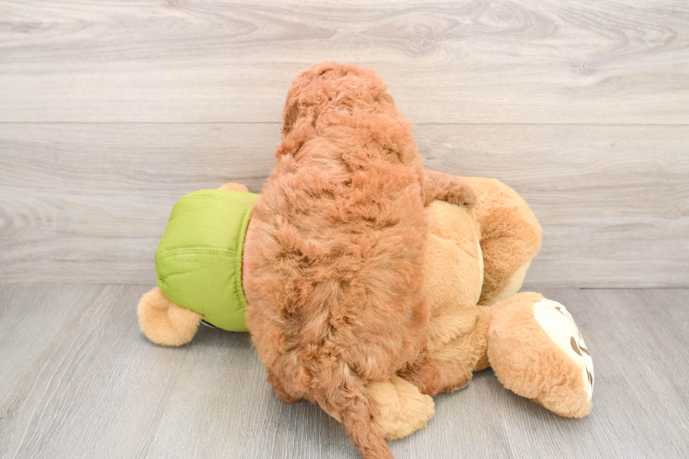 Energetic Golden Doodle Poodle Mix Puppy