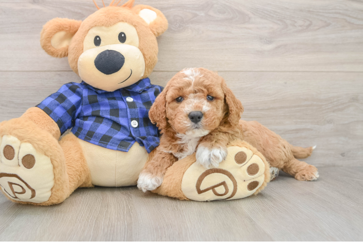 Cute Mini Goldendoodle Baby