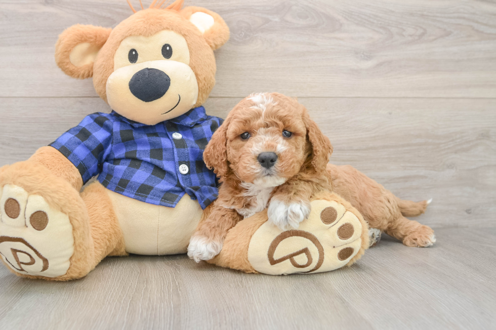 Cute Mini Goldendoodle Baby