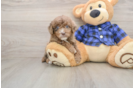 Mini Goldendoodle Pup Being Cute