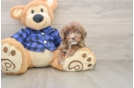 Mini Goldendoodle Pup Being Cute