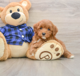 6 week old Mini Goldendoodle Puppy For Sale - Pilesgrove Pups