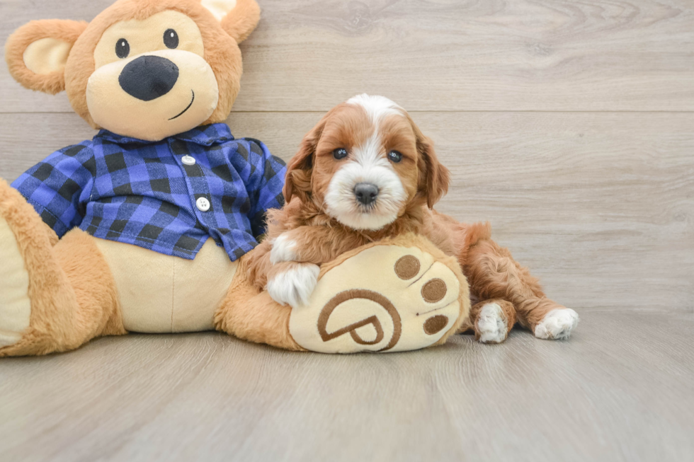 Petite Mini Goldendoodle Poodle Mix Pup