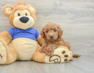 7 week old Mini Goldendoodle Puppy For Sale - Pilesgrove Pups