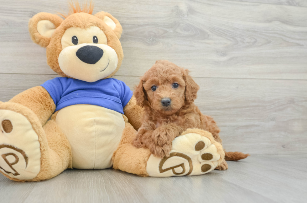 7 week old Mini Goldendoodle Puppy For Sale - Pilesgrove Pups