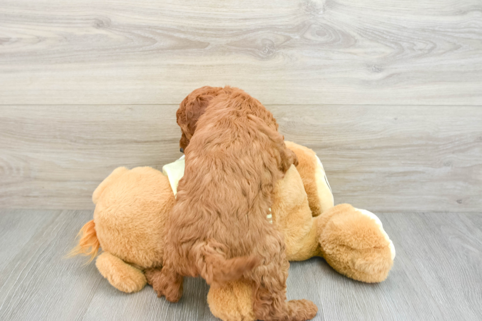 Fluffy Mini Goldendoodle Poodle Mix Pup