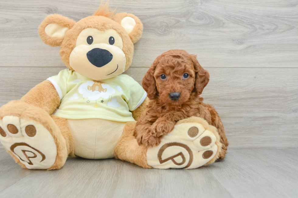 Best Mini Goldendoodle Baby