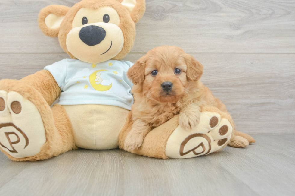 6 week old Mini Goldendoodle Puppy For Sale - Pilesgrove Pups