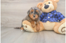 Mini Goldendoodle Pup Being Cute