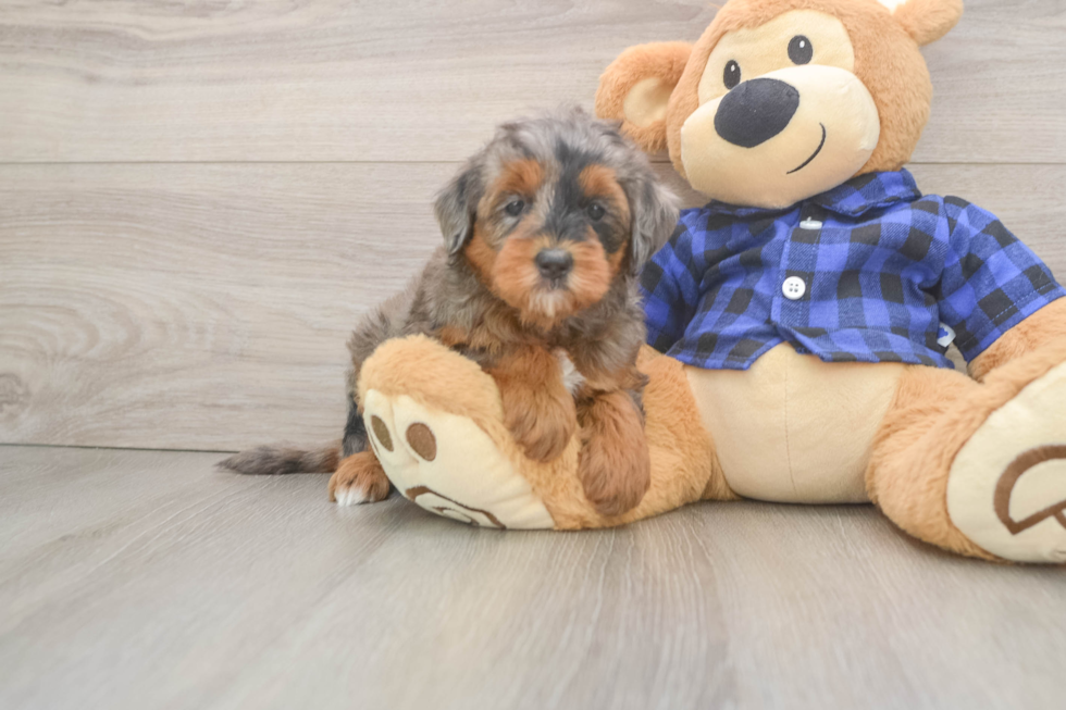 Mini Goldendoodle Pup Being Cute