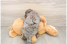 Mini Goldendoodle Pup Being Cute