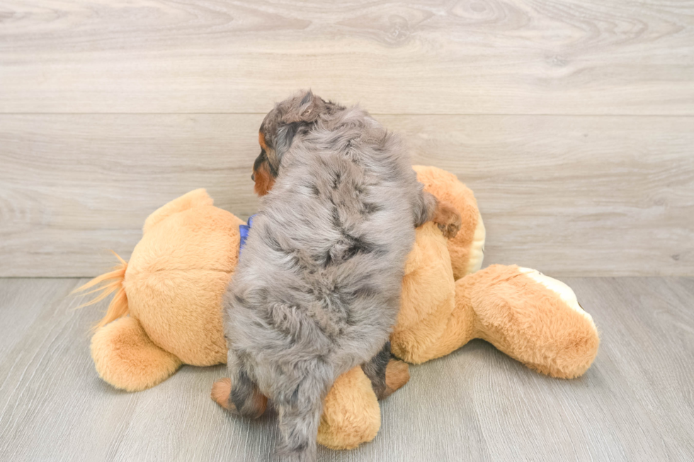 Mini Goldendoodle Pup Being Cute