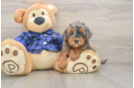 Friendly Mini Goldendoodle Baby