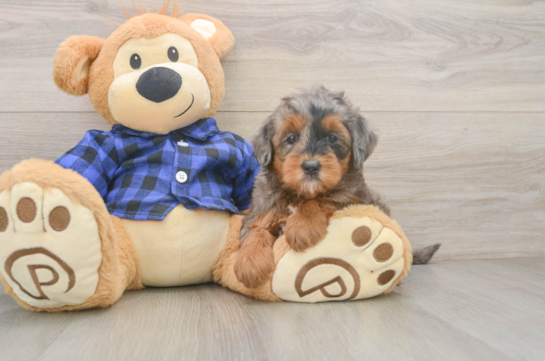 Friendly Mini Goldendoodle Baby