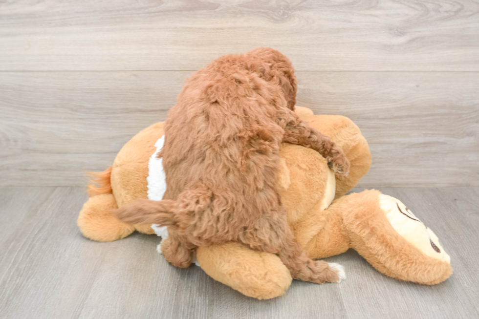 Hypoallergenic Mini Goldiepoo Poodle Mix Puppy