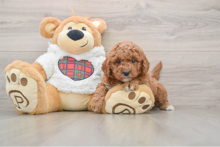 Best Mini Goldendoodle Baby