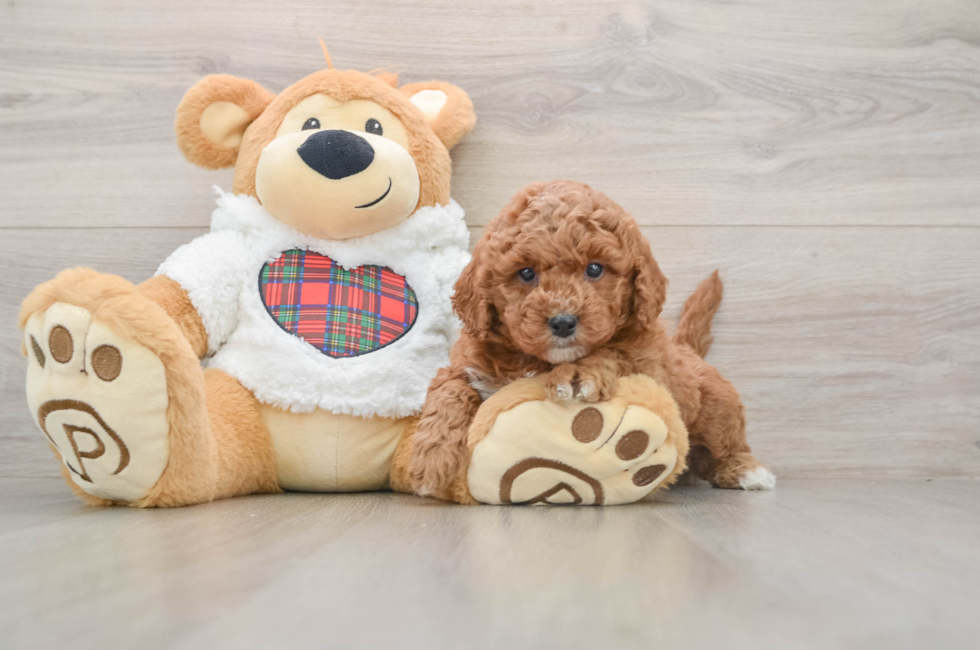 5 week old Mini Goldendoodle Puppy For Sale - Pilesgrove Pups