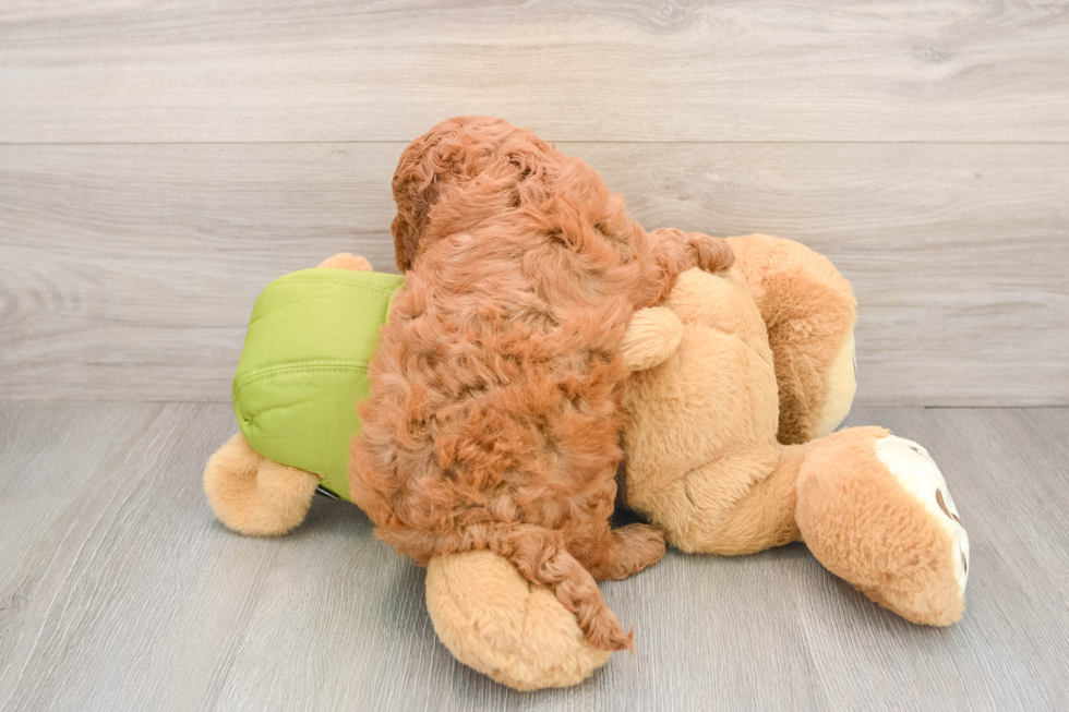 Adorable Golden Retriever Poodle Mix Poodle Mix Puppy