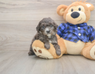 7 week old Mini Goldendoodle Puppy For Sale - Pilesgrove Pups