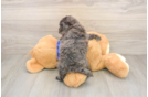 Best Mini Goldendoodle Baby