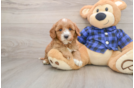 Energetic Golden Doodle Poodle Mix Puppy