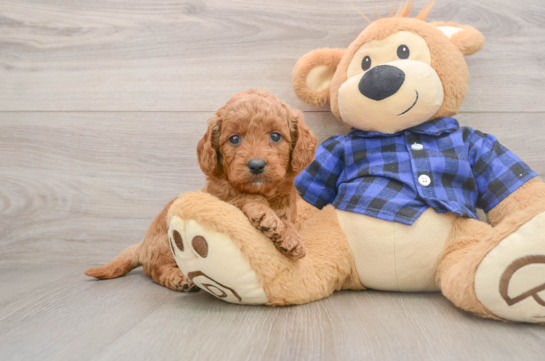 Funny Mini Goldendoodle Poodle Mix Pup
