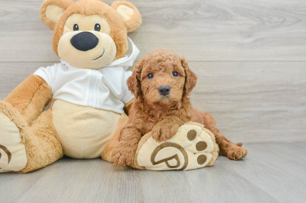 6 week old Mini Goldendoodle Puppy For Sale - Pilesgrove Pups