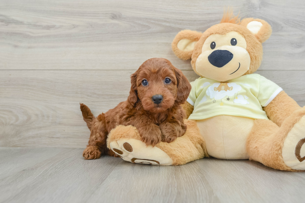 Energetic Golden Doodle Poodle Mix Puppy